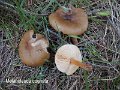 Melanoleuca cognata-amf2084